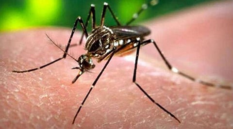 Zika virus