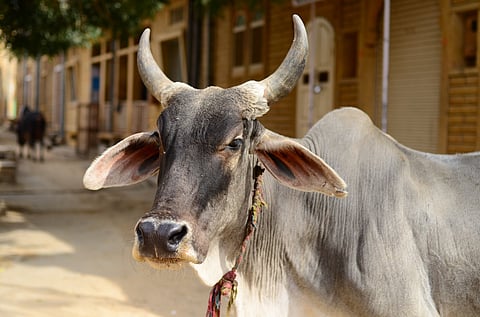 भारतीय संस्कृतीचा मूलाधार देशी गाय; गायीची माता म्हणून पूजा