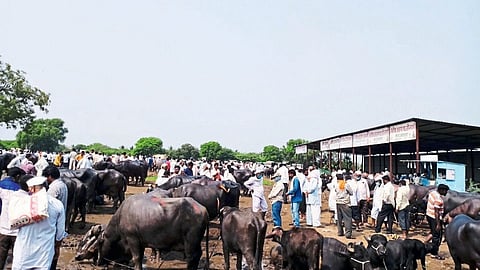 animals online market