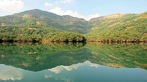 Koyana Forest