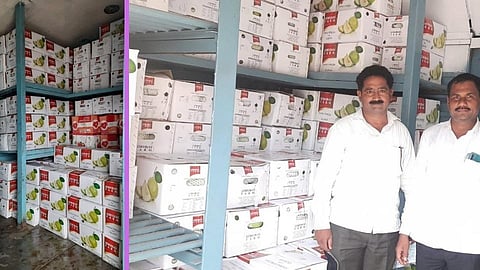 थेट विक्रीमुळे शेटफळचा पेरू खातोय दिल्ली बाजारपेठेत भाव!