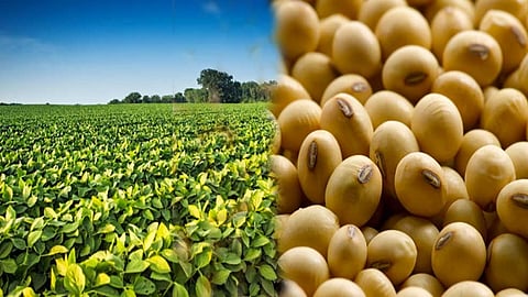soyabean farmer news