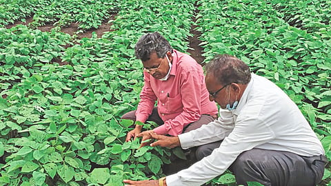 moong crop