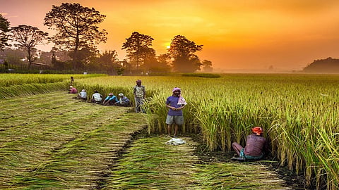 farmer