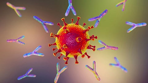 Antibodies