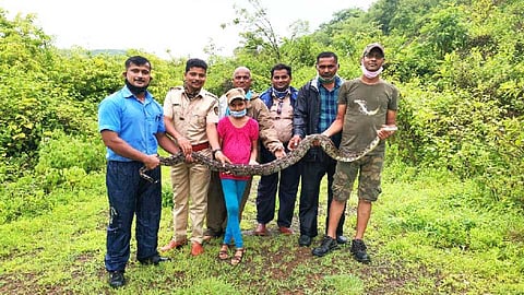 दरवाजा उघडताच पायरीवर दिसला ८ फुटी अजगर, उरणमधील घटना 