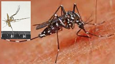 zika virus