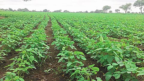 sowing 
