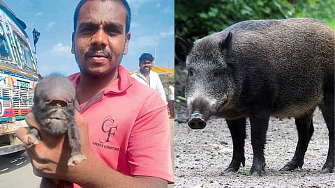 pig gave birth
