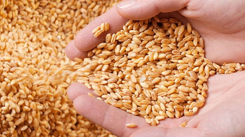Grain