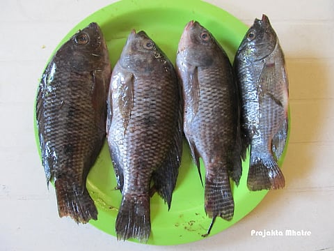 fish