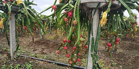 dragon fruit