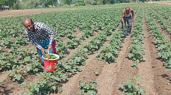 पावसाच्या हुलकावणीने तिबार पेरणीचे संकट 