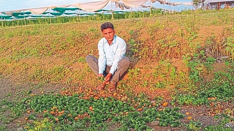 tomatoes