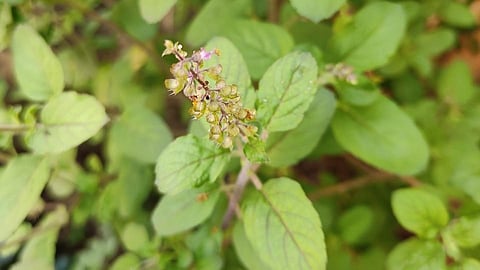 Do the unique remedy of Tulsi water to get Lakshmi; Progress was made at home