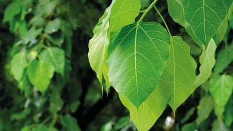 पिंपळाचे औषधी गुणधर्म; फोटोंमधून जाणून घ्या फायदे