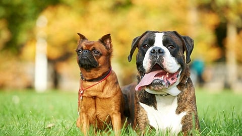 dog