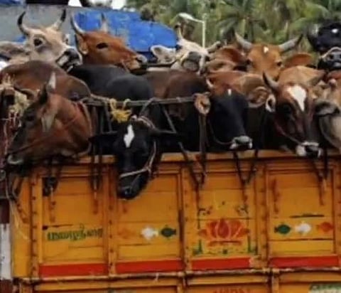 गाईंचा टेंपो