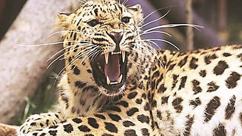Leopards Attack