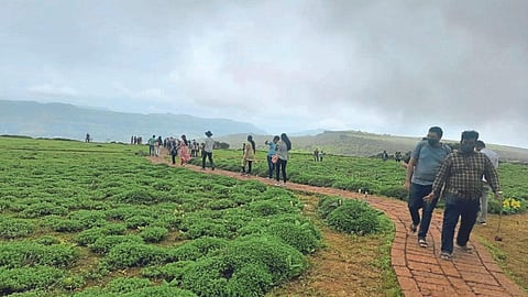 Kas Pathar season