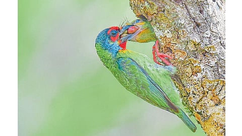 Bird