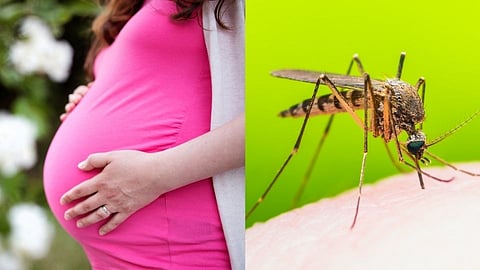 पुण्यात झिकाचा धोका! 4 महिने गर्भधारणा टाळण्याचा सल्ला 