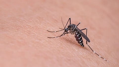 zika