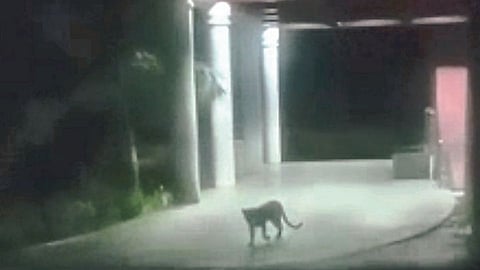 leopard in panchayat samiti