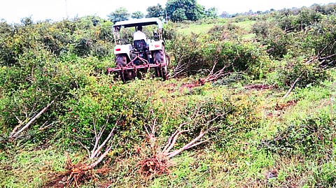 Nashik district Pomegranate orchards in danger Due to deadly disease