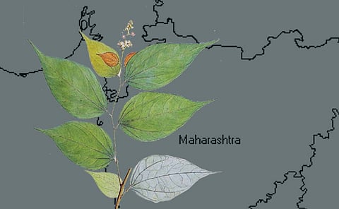 केवळ महाराष्ट्रात आढळते हे झाड; 170 वर्षांपूर्वी अस्तित्वाचे पुरावे