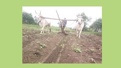 Farmer 