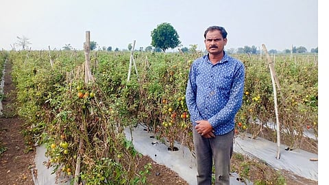 मल्चिंग, ठिबक सिंचनने पालटले शेतीचे ‘रुपडे’; प्रयोग ‘लाखमोलाचा’ 