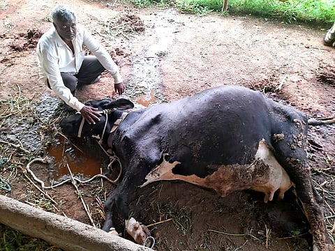 Cow Death