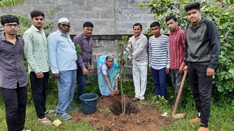 sidhnerli planting