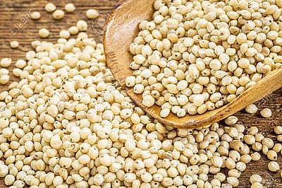 sorghum