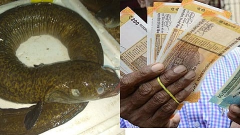 ahir fish