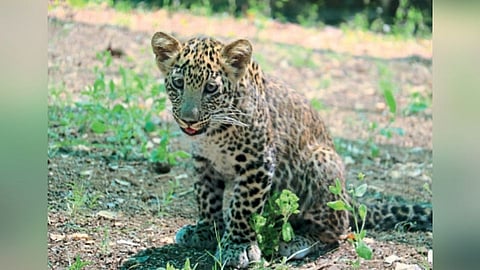 bittu