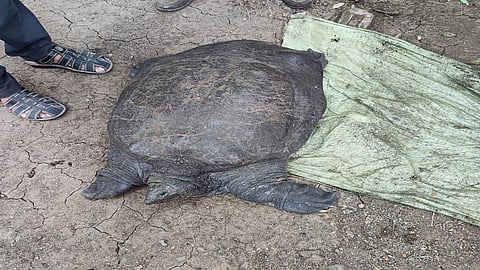 नांदेड : शहरालगत गोदावरी नदीच्या काठावर ईदगाह मैदान परिसरात अंदाजे ६० किलो वजनाचे आणि ५० वर्षांचे कासव आढळून आले.