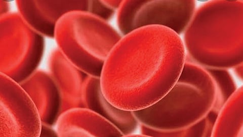 Blood
