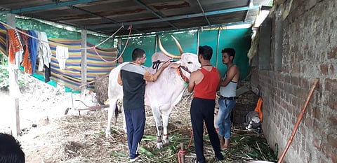 पडळकरांच्या बैलगाडी शर्यतीला 'सोन्या'ची हजेरी