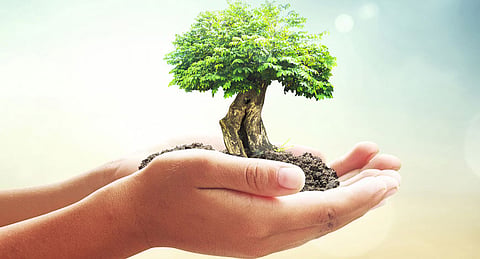 Tree planting