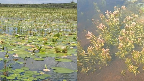 Nymphoides Indicum