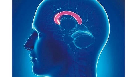 brain