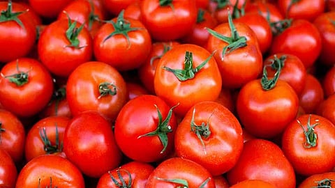 tomato 