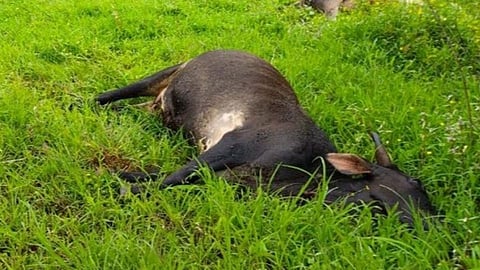 विजेच्या तारांच्या स्पर्शाने दोन गायींचा मृत्‍यू ; शेतकरीही जखमी 
