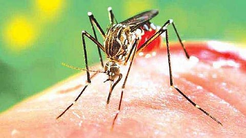 dengue