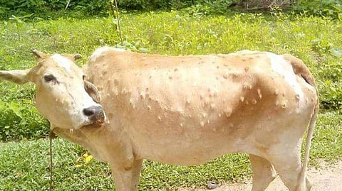 Lumpy-Skin-Disease
