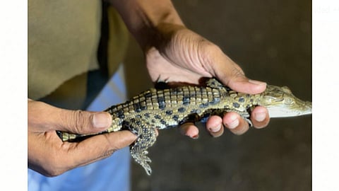Crocodile Hatchling