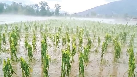 Damage to agricultural crops due to heavy rainfall