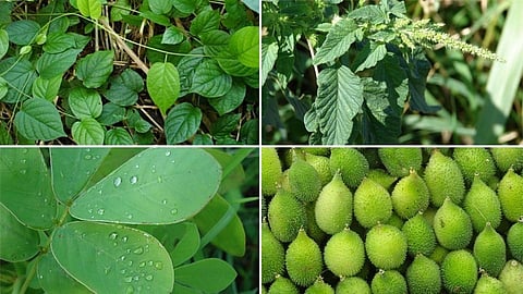 पावसाळ्यात उगवणाऱ्या आरोग्यवर्धक रानभाज्या माहीत आहेत का?